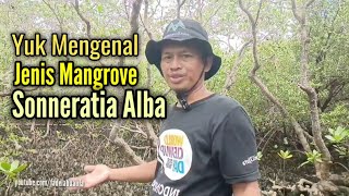 Yuk Mengenal Mangrove Jenis Sonneratia Alba [upl. by Nit311]