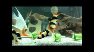 seven clown loaches  snack time [upl. by Fasa931]