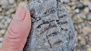 520 Million Year Old Trilobite Fossil Beach Glass Rocks and Minerals Lake Huron Ontario [upl. by Collen]