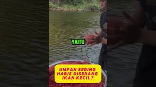 Cara Mengatasi Umpan yang Sering Habis Diserang Ikan Kecil Tips Efektif mancing [upl. by Ruyam]