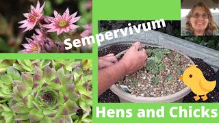 Easy How to Sempervivum Hen amp Chicks Propagation  Great for Beginners [upl. by Ardnuasal]