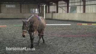 How to Lunge a Horse with a Chambon [upl. by Adlesirk]