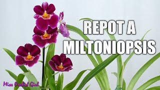 Repotting a new Miltoniopsis Orchid  When and how [upl. by Stine17]