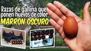 6 razas de gallinas que ponen huevos de color marrón oscuro [upl. by Dasi350]