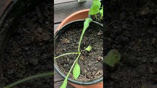 Black Eyed Susan  How to Transplant Day 3 [upl. by Ellenid992]