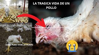 La Trágica Verdad Detrás del Pollo de Engorde ¡De la Incubadora al Plato en Solo 30 Días 🐔 😢 [upl. by Scheer45]