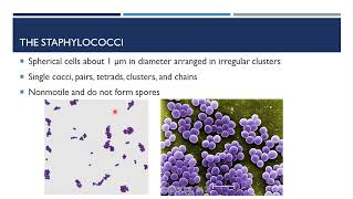 Gram Positive Cocci [upl. by Vigen39]