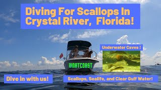 Diving For Scallops In Crystal River Florida [upl. by Lunn447]