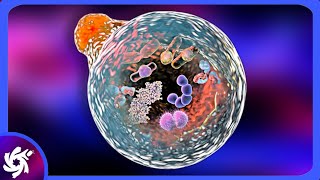 Lysosome in 3 Minutes  SIMPLE [upl. by Alekahs]