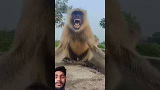 Hanuman ji ka video bajrangba monkey animals shorts short [upl. by Camroc215]