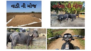 Aaje vadiye gaya  kaka na tabele gaya 🏡🐃 buffelo farmer farm traveling village vlog [upl. by Anelak]