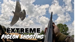 EXTREME Pigeon Shooting  Flighting Wood Pigeons [upl. by Enyedy744]