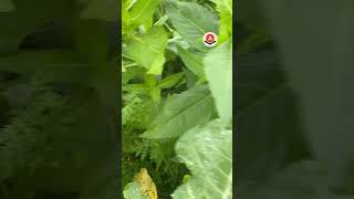 🌱 Couvert  indicateur de la qualité du sol  agriculture acs semisdirect sd [upl. by Osborne59]