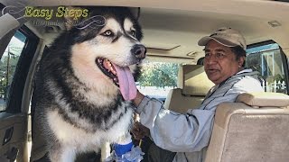 Sheru Recovery Time  Day 21  Alaskan Malamute  Car Accident  Dog recovery [upl. by Maren]