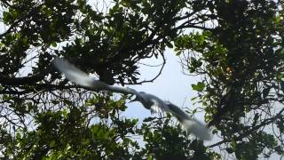 Pitcairn Island Fairy Tern [upl. by Storfer560]