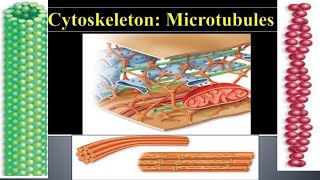 Cytoskeleton  Microtubules  Cytoskeleton structure and functions [upl. by Ettenna]