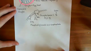 Oocyte Activation Part 1 [upl. by Dumanian]