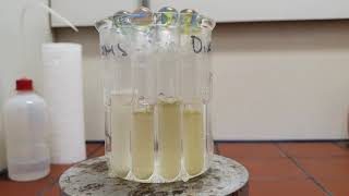 Diatom Training video Part II Lab work [upl. by Andrei]