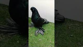 Top quality Andalusian longface pigeons collection 👌 viralvideos shortvideos ytshorts [upl. by Biancha]