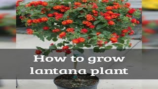 How to grow lantana in to a tree [upl. by Eittol]