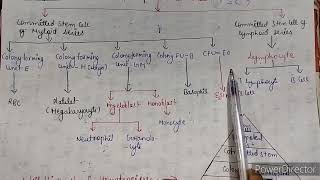 HematopoiesisFormationofbloodcellsblood [upl. by Dripps450]