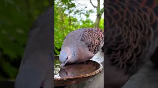 The fat bird rose to drink water waterbirds waterbird nature waterfowl wildlife [upl. by Ronica635]