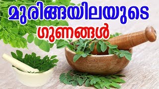 മുരിങ്ങയിലയുടെ ഗുണങ്ങൾ  Benefits Of Moringa Leaves Drumstick Leaves   MALAYALAM TASTY WORLD [upl. by Tallulah]