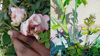 How to control Thrips on Roses organically  Cinnamon and Blue Traps for Thrips [upl. by Eiuqcaj]