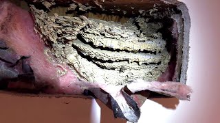 Yellow Jacket Wasp INFESTATION  Nest Removal from Inside House Wall  Chickens eat Wasp Larvae [upl. by Romie]