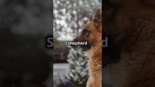 German Shepherd Courage amp Loyalty germanshepherd germanshepherddog [upl. by Drooff]