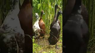 🦆Canard Coureur Indien dans mon potager 🦆 [upl. by Irej]