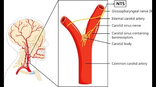 Anatomy and applied anatomy of the Carotid sinus  Carotid sinus syndrome [upl. by Larret243]