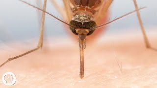 How Mosquitoes Use Six Needles to Suck Your Blood  Deep Look [upl. by Rici121]