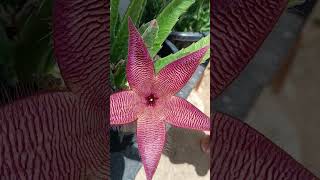 Stapelia hirsutacacto estrelaplantasflores shortes [upl. by Trudie]