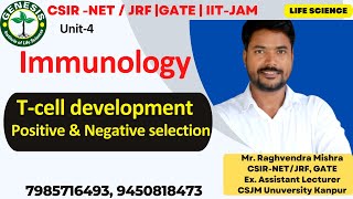 Tcell development  Positive amp Negative Selection  Bcell development  Immunology  L16 [upl. by Faxon]