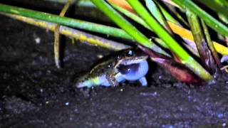 Ranita Piadora Leptodactylus latinasus cantando cerca de su cueva bajo un Eleocharis [upl. by Zacek]