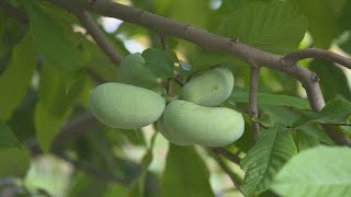 La semaine verte  Le pawpaw  un fruit méconnu [upl. by Atronna]