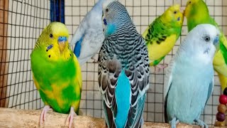 12 hours of budgie sounds to encourage your parrot to eat and sing Budgies Singing [upl. by Irrok841]