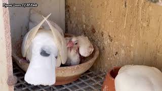 Raising Carrier Pigeons  Homing Pigeons  Racing Pigeons [upl. by Fiedler]