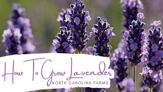 How to Grow Lavender [upl. by Eural]