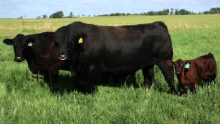 Simmental offers a complete package to the beef industry [upl. by Anaujnas]