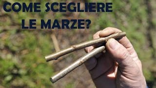 Come Scegliere Marze Innesto Olivo 🌱 🫒 [upl. by Latyrc]