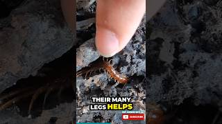 Are centipedes dangerous to humans bugfact kidsyoutube shortsforkids kids bug centipedefact [upl. by Annav]