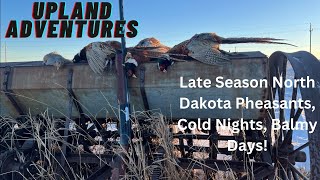 Late December North Dakota Pheasants Cold Nights Balmy Days [upl. by Aicenet]