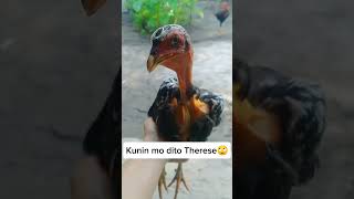 Dalok dalok ka Manok🙄 pbbtherese funny funnyshorts forfun [upl. by Selin41]