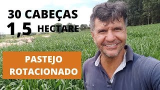 30 CABEÇAS EM 15 UM HECTARE E MEIO E MESMO ASSIM ESTÁ SOBRANDO CAPIM [upl. by Norbel]