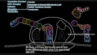 Translation elongation in prokaryotes  Prokaryotic translation elongation animation  Lecture 2 [upl. by Annoel]