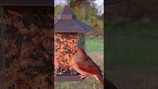 ✨Cardinal at the feeder birds twitcher ornithology wildlife feeder fypシ naturelovers [upl. by Leahcimdivad156]