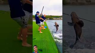 Village Traditional Bamboo Tools Polo Fishing Video Part300 fishingshorts​ fishing​ shorts [upl. by Ornstead]