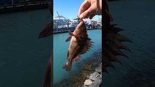 Baby rockfish fishing from shore in Seward Alaska fishing alaska rockfish salmon [upl. by Rumpf]